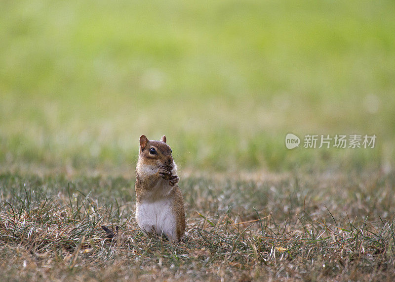 东部花栗鼠(Tamias striatus)吃坚果